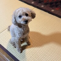 てん