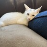 オッドアイの男の子 サムネイル4