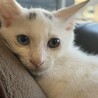 オッドアイの男の子 サムネイル5