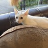 オッドアイの男の子 サムネイル6