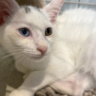 オッドアイの男の子