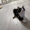 ハチワレロン毛✨毛並みが半端なくふわふわ❤ サムネイル3