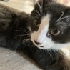 ハチワレロン毛✨毛並みが半端なくふわふわ❤ サムネイル5