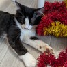 ハチワレロン毛✨毛並みが半端なくふわふわ❤ サムネイル6