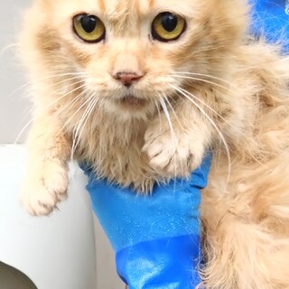 ラビちゃん☆赤茶トラ長毛小さめメス