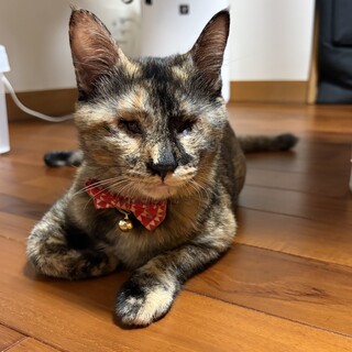 【生後8ヶ月】盲目のさび猫ちゃん
