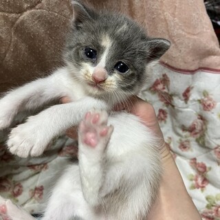 ハチワレちゃんの女の子生後2ヶ月