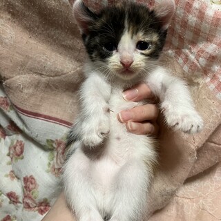 三毛猫の女の子生後2ヶ月