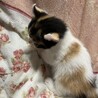 三毛猫の女の子生後2ヶ月 サムネイル2