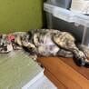 【生後8ヶ月】盲目のさび猫ちゃん