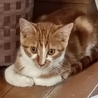 アメショ 渦巻き柄茶白坊や 3ヶ月