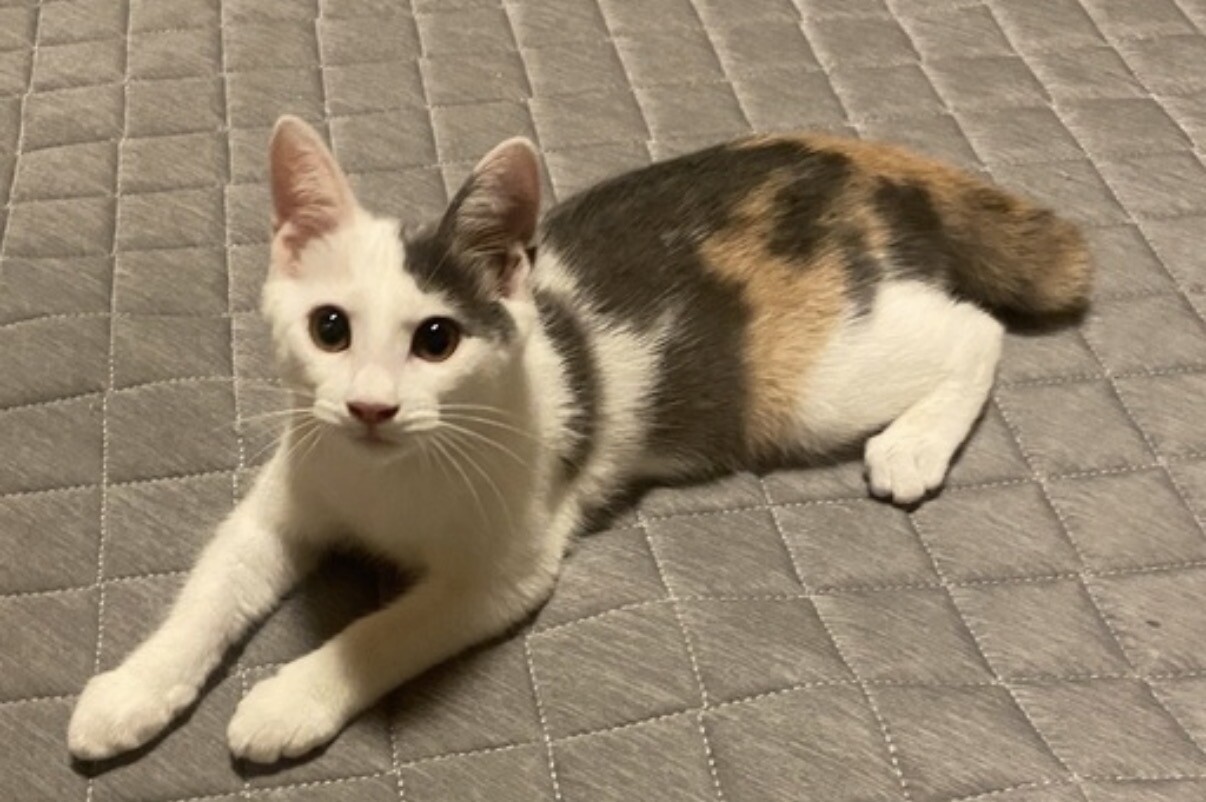 ハヅキ