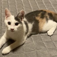 ハヅキ