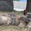 グレーキャリコの美猫