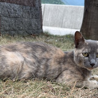 グレーキャリコの美猫