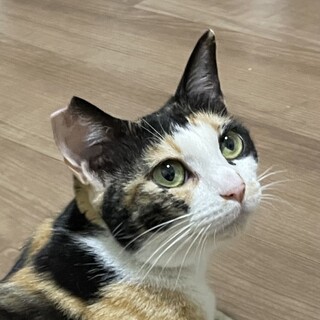 人馴れ抜群　三毛猫紅葉さん