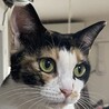 人馴れ抜群　三毛猫紅葉さん サムネイル2
