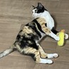 人馴れ抜群　三毛猫紅葉さん サムネイル3
