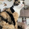 人馴れ抜群　三毛猫紅葉さん サムネイル4
