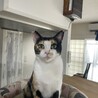 人馴れ抜群　三毛猫紅葉さん サムネイル5