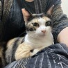 人馴れ抜群　三毛猫紅葉さん サムネイル6