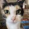 人馴れ抜群　三毛猫紅葉さん サムネイル7