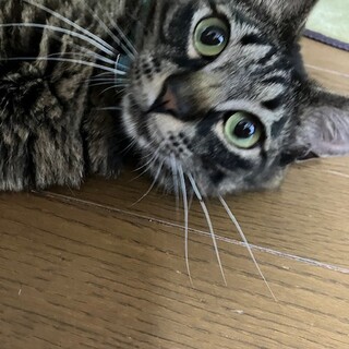 【8/16⭐️泉大津にて譲渡会】参加猫きぃーくん
