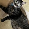 【8/16⭐️泉大津にて譲渡会】参加猫きぃーくん サムネイル2