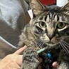 【8/16⭐️泉大津にて譲渡会】参加猫きぃーくん サムネイル3