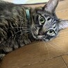 【8/16⭐️泉大津にて譲渡会】参加猫きぃーくん サムネイル4