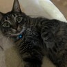 【8/16⭐️泉大津にて譲渡会】参加猫きぃーくん サムネイル5