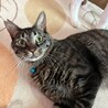 【8/16⭐️泉大津にて譲渡会】参加猫きぃーくん サムネイル6