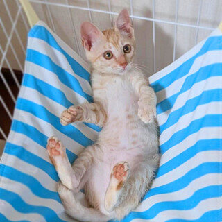 【8/16⭐️泉大津にて譲渡会】参加猫きなこくん