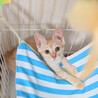 【8/16⭐️泉大津にて譲渡会】参加猫きなこくん サムネイル2
