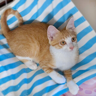 【8/16⭐️泉大津にて譲渡会】参加猫茶々くん