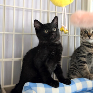 【8/16⭐️泉大津にて譲渡会】参加猫くろまめくん