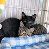 【8/16⭐️泉大津にて譲渡会】参加猫くろまめくん サムネイル3