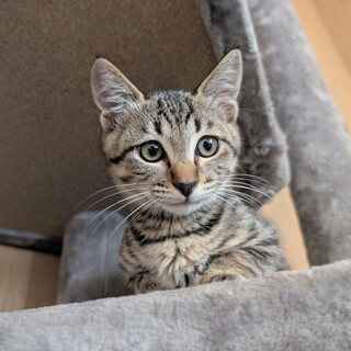 【8/16⭐️泉大津にて譲渡会】参加猫げんまいくん