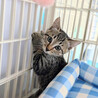 【8/16⭐️泉大津にて譲渡会】参加猫げんまいくん サムネイル2