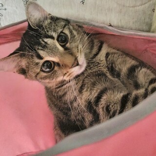 【8/16⭐️泉大津にて譲渡会】参加猫ひなちゃん