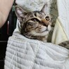 【8/16⭐️泉大津にて譲渡会】参加猫ひなちゃん サムネイル2