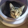 【8/16⭐️泉大津にて譲渡会】参加猫ひなちゃん サムネイル3