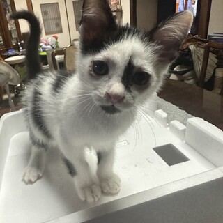子猫　里親募集