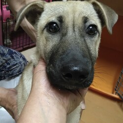8月22日に愛知県蒲郡市で犬の譲渡会