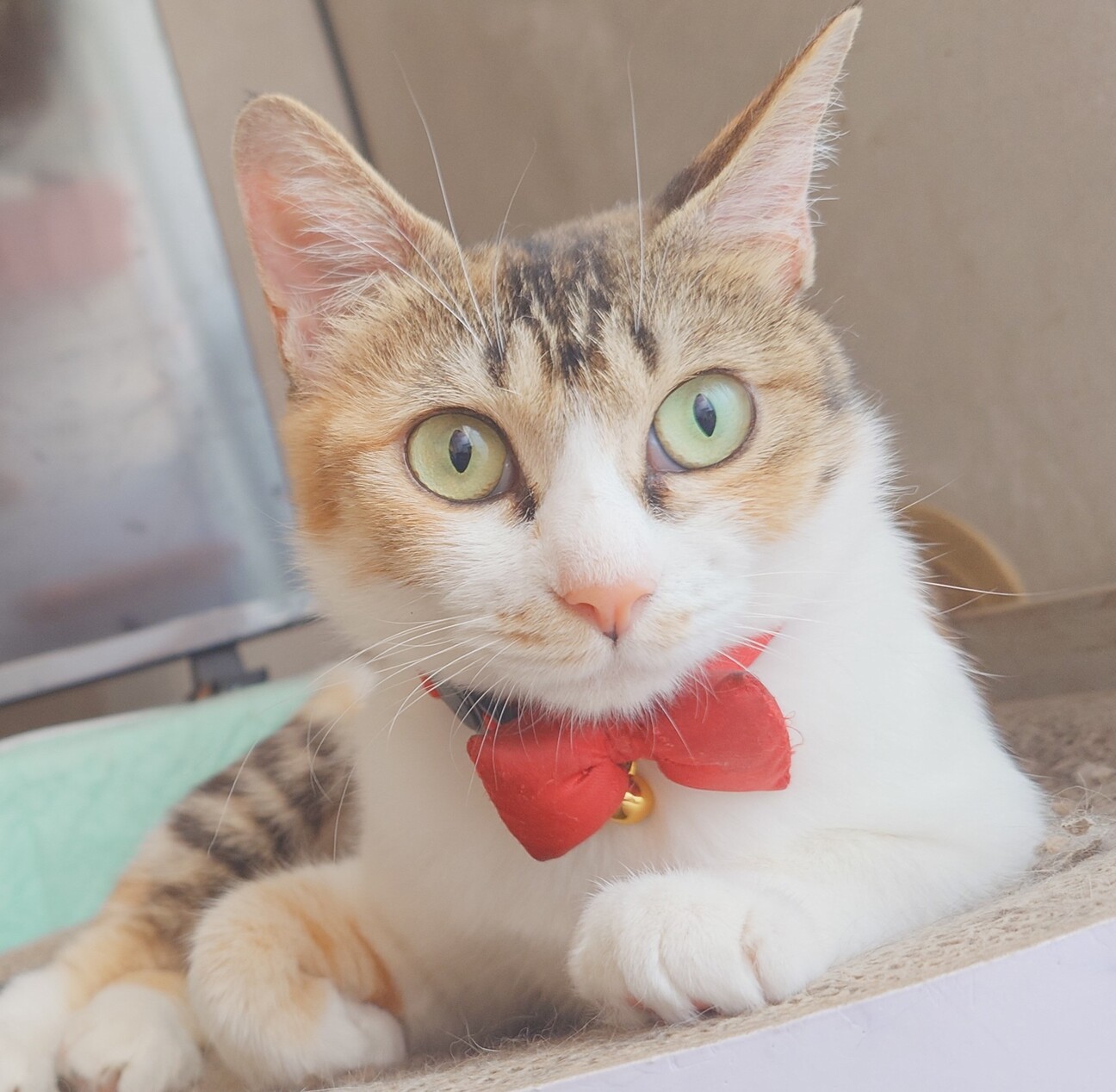 人馴れ完璧‼️綺麗な三毛猫ちーちゃん♥️ サムネイル1