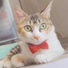 人馴れ完璧‼️綺麗な三毛猫ちーちゃん♥️ サムネイル1
