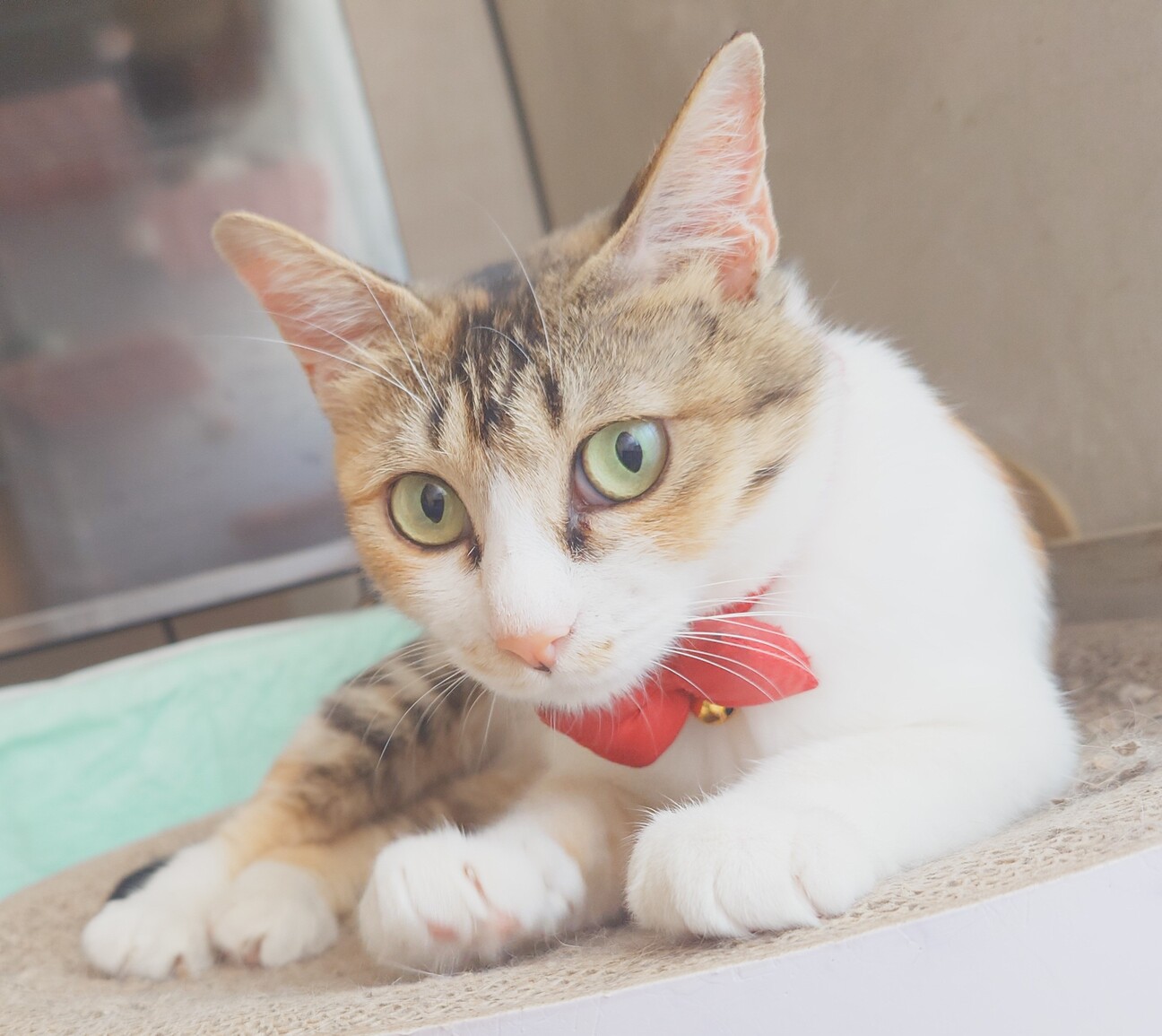 人馴れ完璧‼️綺麗な三毛猫ちーちゃん♥️ サムネイル2