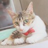 人馴れ完璧‼️綺麗な三毛猫ちーちゃん♥️ サムネイル2