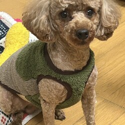 8月22日に愛知県蒲郡市で犬の譲渡会 サムネイル2
