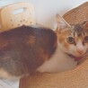 人馴れ完璧‼️綺麗な三毛猫ちーちゃん♥️ サムネイル4